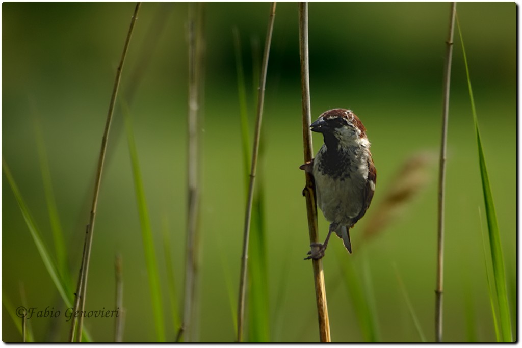 Passerotto predatore